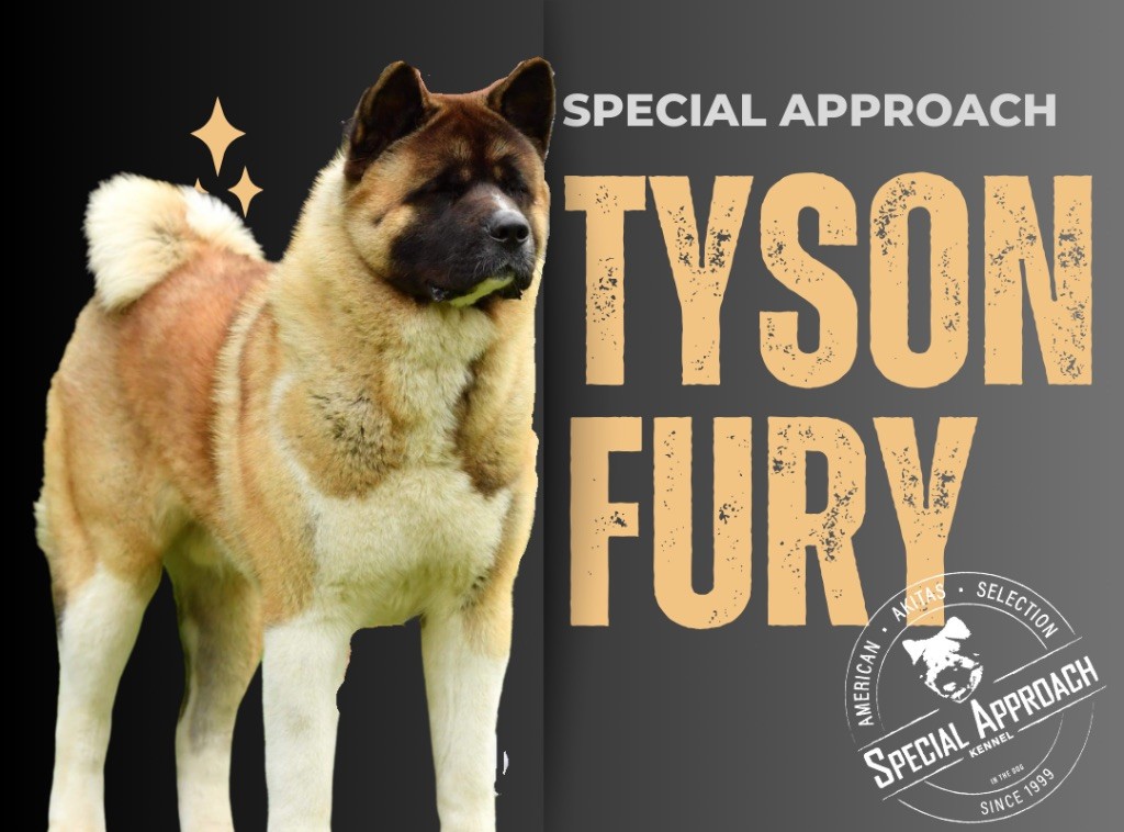 Special Approach Tyson fury