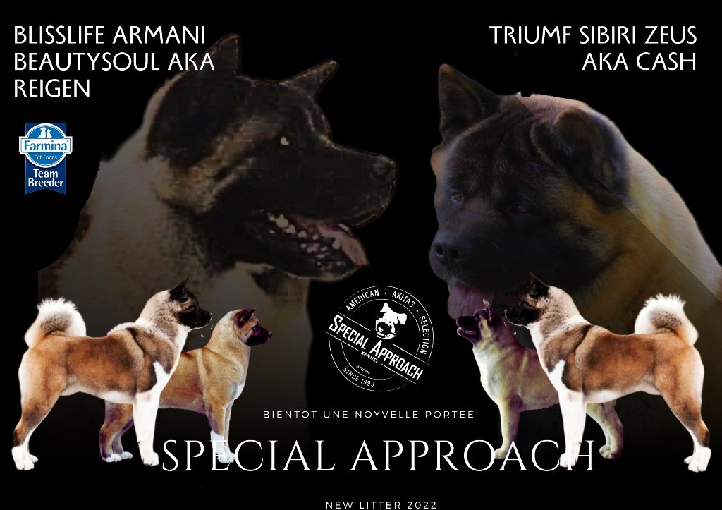 chiot Akita americain Special Approach