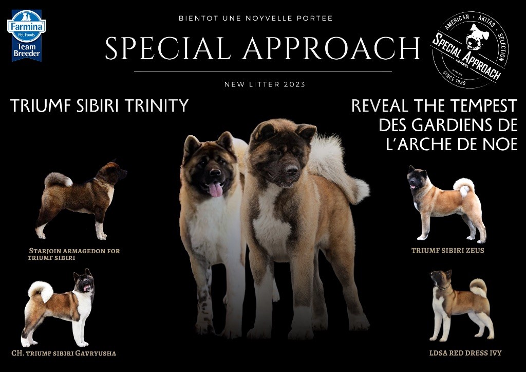 chiot Akita americain Special Approach