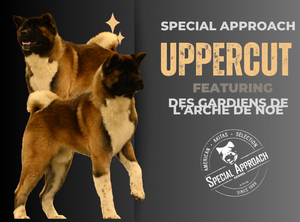 Special Approach Uppercut feat dgdl de noé