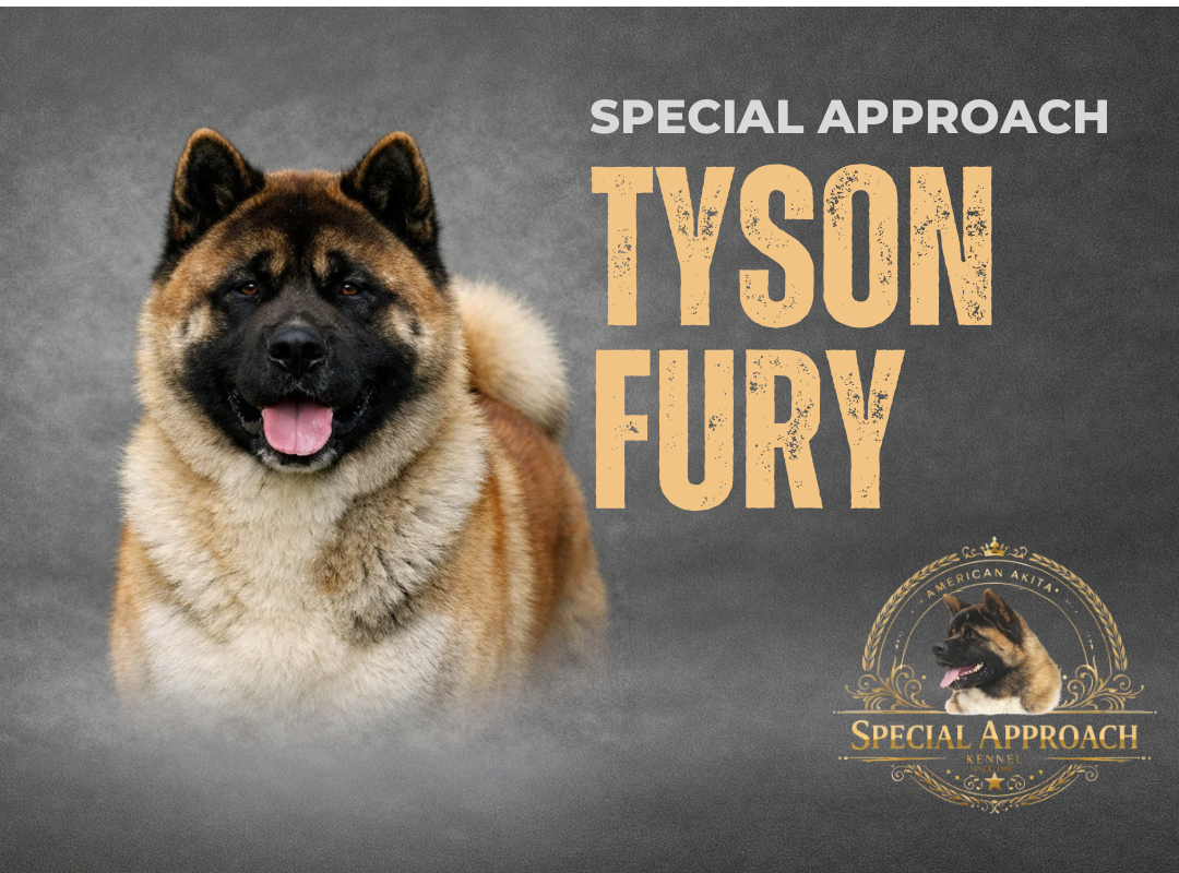 Special Approach Tyson fury