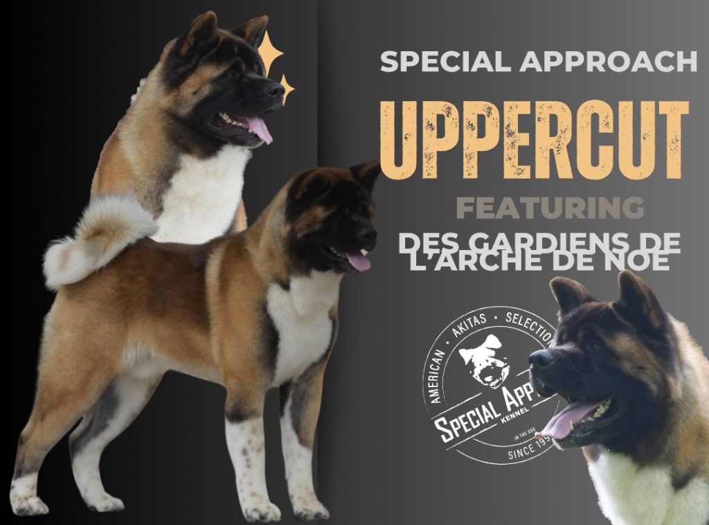 Special Approach Uppercut feat dgdl de noé