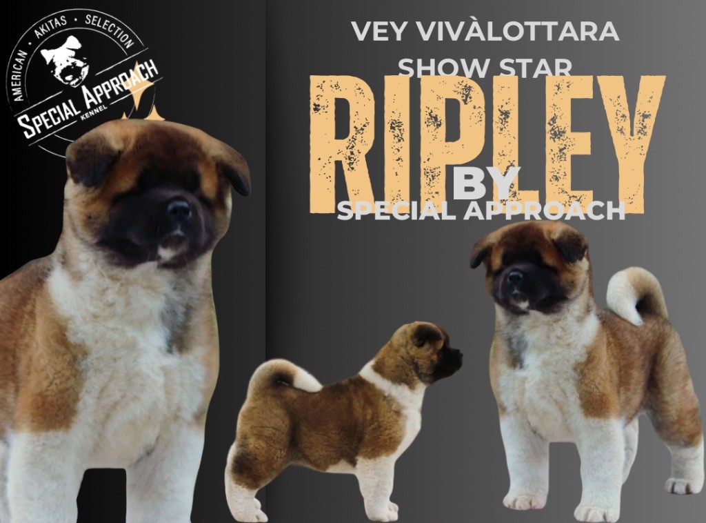 Show star vivalottara