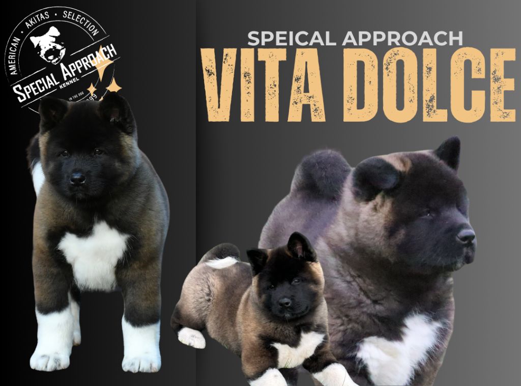 Special Approach Vita dolce
