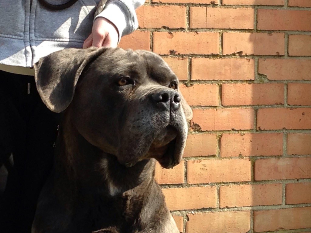 Cane Corso