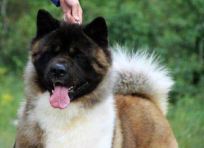 Akita Americain